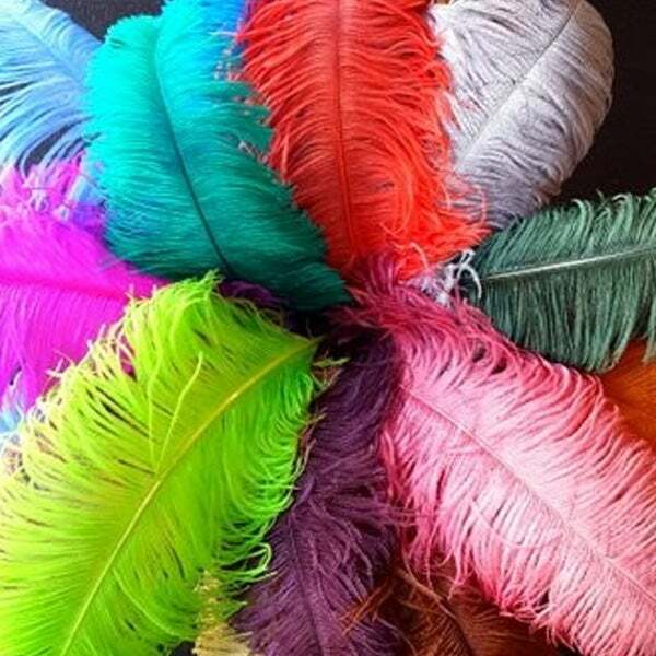1st Quality XL Individual Female Ostrich Feathers