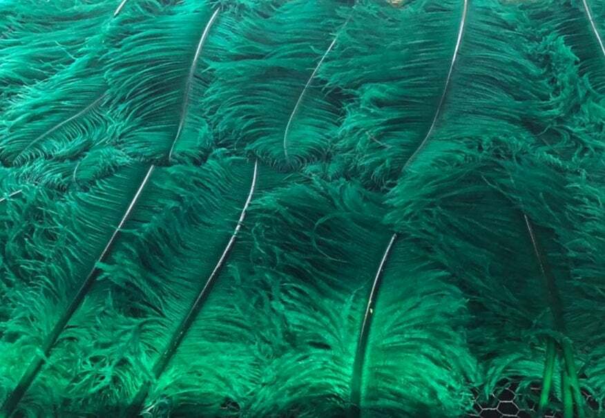 1st Quality XL Individual Female Ostrich Feathers