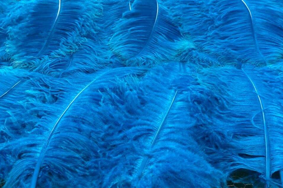 1st Quality XL Individual Female Ostrich Feathers